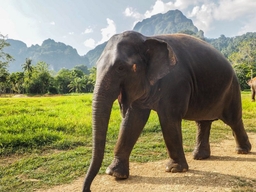 Sabai Jai - Elephant Sanctuary Park & Spa Logo