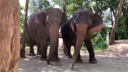 Elephant Retirement Park Phuket Logo