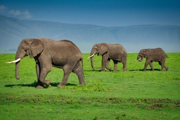 Ngorongoro Crater Logo