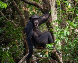 Tacugama Chimpanzee Sanctuary Logo