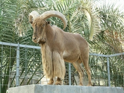 Al-Taraf Model Zoo Logo