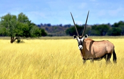 Al-Wadahi Oryx Reserve and Farm Logo