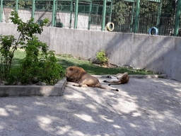 Grădina zoologică din Craiova Logo