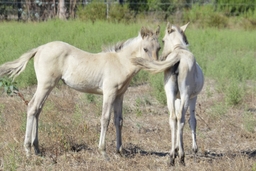 Reserva Natural do Cavalo do Sorraia Logo